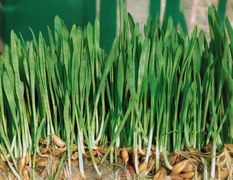 Herbe d'orge bio