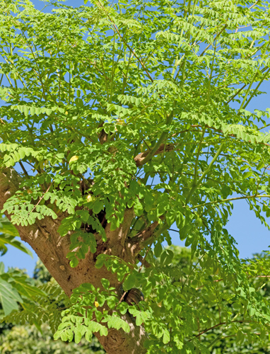 Moringa_blog Moringa_blog